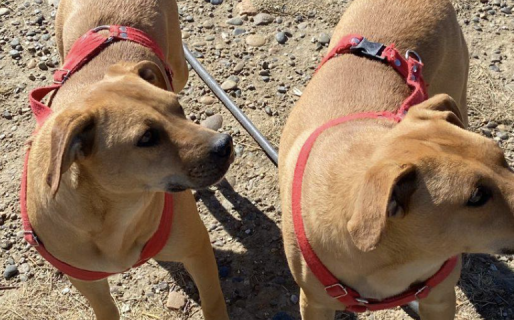 Buscan hogar para dos perros adultos que llevan tres años en el Dispensario